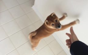 Spread Em Dog - Animals - VIDEOTIME.COM