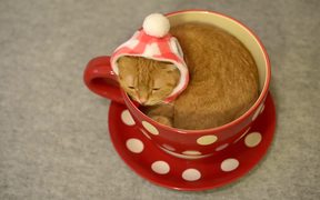 The Tea Cup Cat