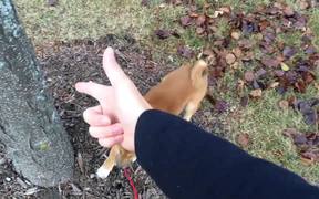 Spread Em Dog - Animals - VIDEOTIME.COM