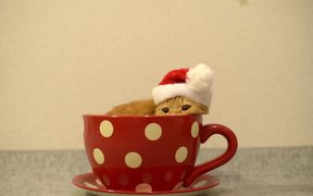 The Tea Cup Cat