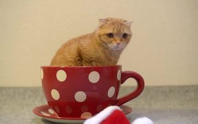 The Tea Cup Cat - Animals - VIDEOTIME.COM
