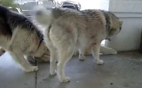 Tiger Playing With Dogs - Animals - VIDEOTIME.COM