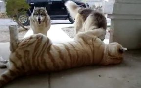 Tiger Playing With Dogs