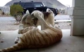 Tiger Playing With Dogs - Animals - VIDEOTIME.COM