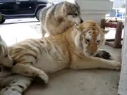 Tiger Playing With Dogs - Animals - Y8.COM