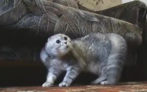 Heavy Metal Cats - Animals - VIDEOTIME.COM