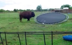 Buffalo Jumps On Trampoline