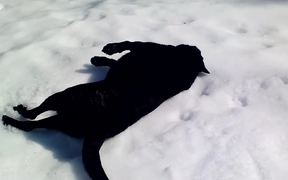 Black Lab Really Loves The Snow - Animals - VIDEOTIME.COM