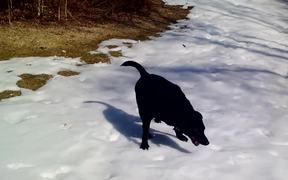Black Lab Really Loves The Snow