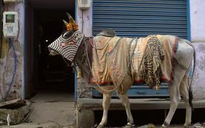 Indian Cow - Animals - VIDEOTIME.COM