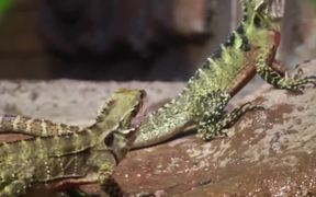 Lizards Feeding on Crickets