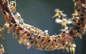 Jetai Bees - Animals - VIDEOTIME.COM