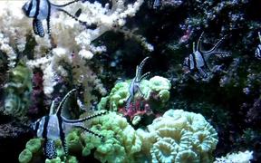 Cardinalfishes - Animals - VIDEOTIME.COM