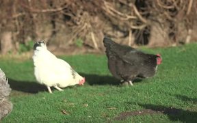 Chickens Outside - Animals - VIDEOTIME.COM