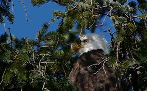 Eagle Watching Behind Branches