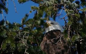 Eagle Watching Behind Branches - Animals - VIDEOTIME.COM