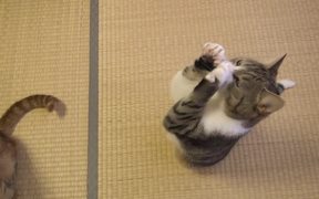 Cute Cat Begging For Treats - Animals - VIDEOTIME.COM