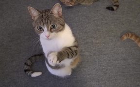 Cute Cat Begging For Treats