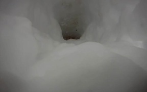 Corgi Snow Tunnel