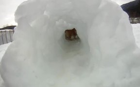 Corgi Snow Tunnel - Animals - VIDEOTIME.COM