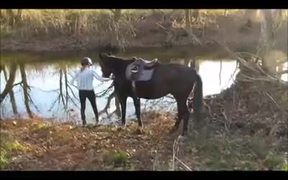 Horses In Water - Animals - VIDEOTIME.COM