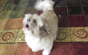 Funny Screaming Animals