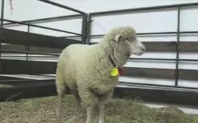 Funny Screaming Animals - Animals - VIDEOTIME.COM