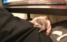 The Truth About Hedgehogs - Animals - VIDEOTIME.COM