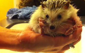 The Truth About Hedgehogs
