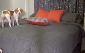 Ultimate Dog Shaming - Animals - VIDEOTIME.COM