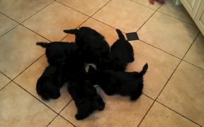 Puppies Eating Together Scottie Pinwheel. - Animals - VIDEOTIME.COM