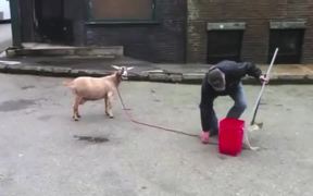 Goats Screaming Like Humans - Animals - VIDEOTIME.COM