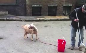 Goats Screaming Like Humans - Animals - VIDEOTIME.COM