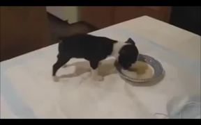 Puppy Funny Way Of Eating