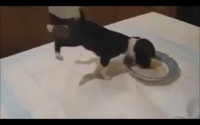 Puppy Funny Way Of Eating - Animals - VIDEOTIME.COM
