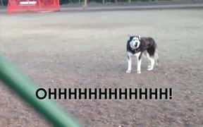 Husky Doesnt Want To Leave The Park