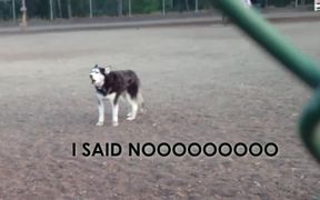 Husky Doesnt Want To Leave The Park - Animals - VIDEOTIME.COM