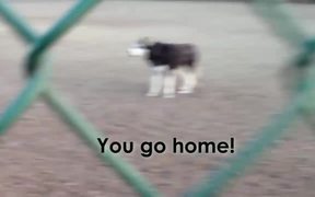 Husky Doesnt Want To Leave The Park - Animals - VIDEOTIME.COM