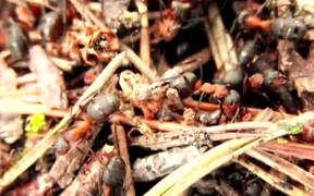Swarm of Ants - Animals - VIDEOTIME.COM