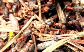 Swarm of Ants - Animals - VIDEOTIME.COM
