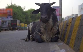 Black Cow Sitting by Indian Roadside