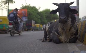 Black Cow Sitting by Indian Roadside - Animals - VIDEOTIME.COM