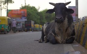 Black Cow Sitting by Indian Roadside - Animals - VIDEOTIME.COM