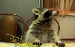 Cute Animals Eating Supercut