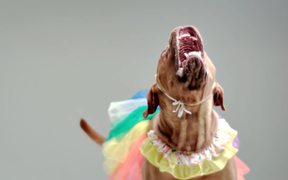 Angry Dogs In Cute Costumes - Animals - VIDEOTIME.COM