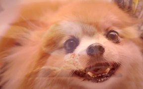 Angry Dogs In Cute Costumes - Animals - VIDEOTIME.COM