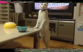Japanese Cat Walks Backwards On Hind Legs