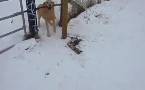 First World Dog Problems - Animals - VIDEOTIME.COM