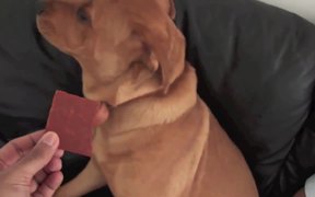Cute Animals Compilation 2 - Animals - VIDEOTIME.COM