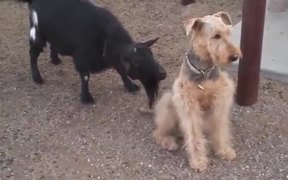 Animals Dancing To Push It - Animals - VIDEOTIME.COM